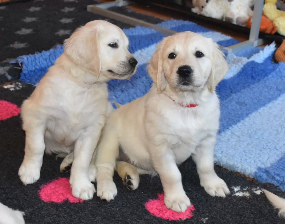 Wunderschöne sehr helle Golden Retriever Welpen