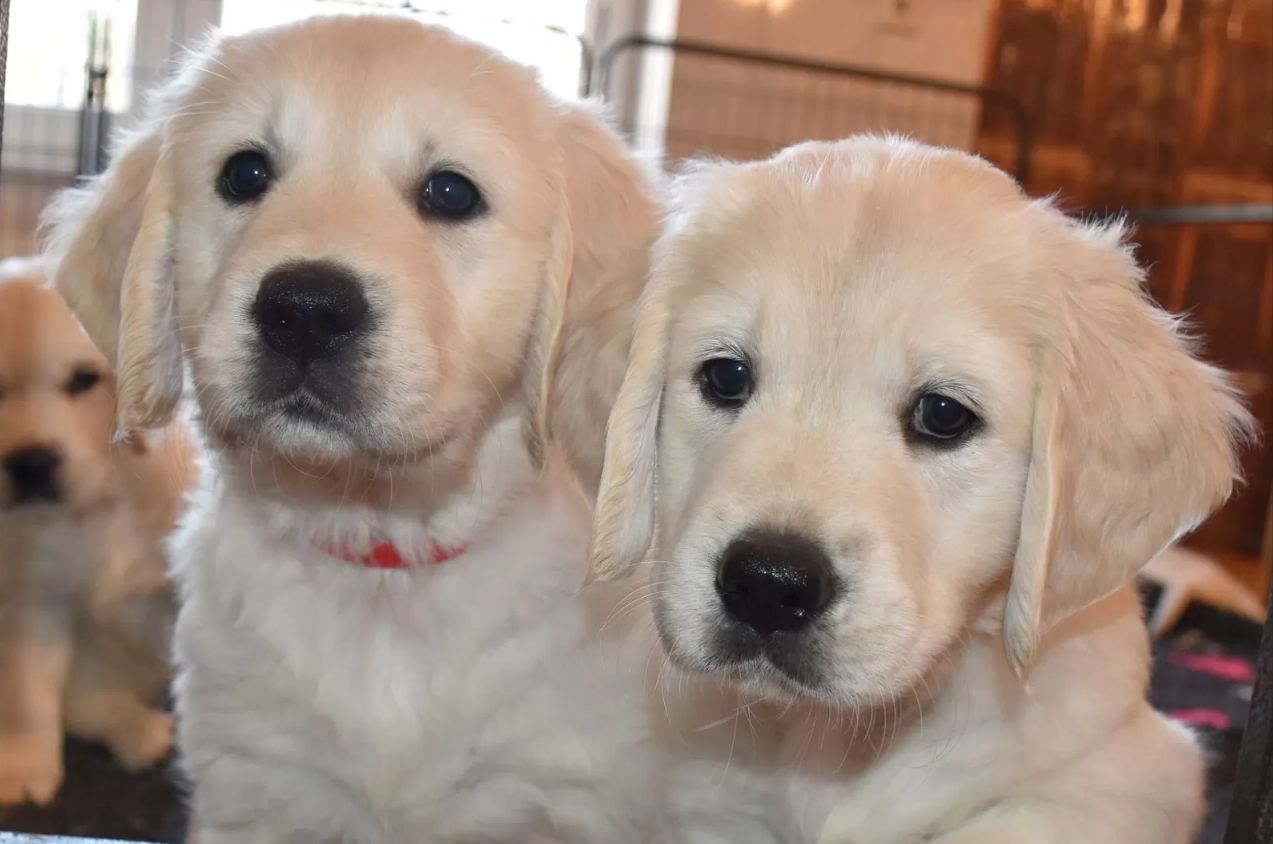 Reinrassige, weiße Golden Retriever Welpen mit Ahnentafel