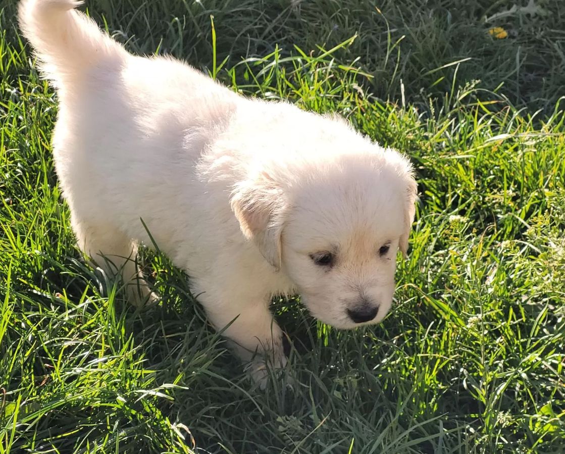Golden Retriever Welpe Welpen mit Ahnentafel Stammbaum Eltern von FCI Showlinie