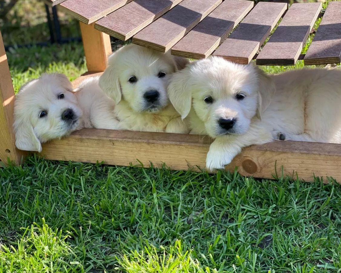 Schneeweiße Golden Retriever Welpen - Reinrassig - Ahnentafeln