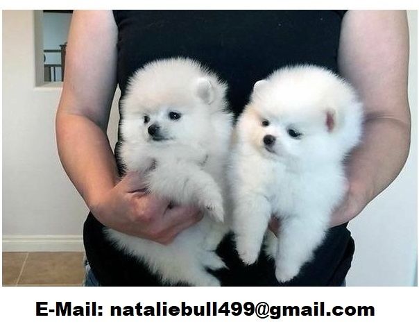 Pomeranian Zwergspitz Welpen ZUM VERSCHENKEN ,