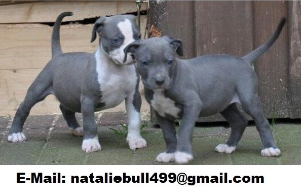 American Blue-Line Pit Bull Terrier Welpen mm