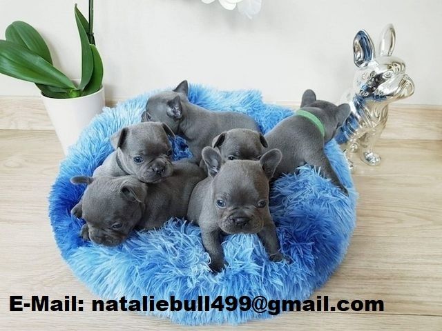 Französische Bulldogge, Welpen