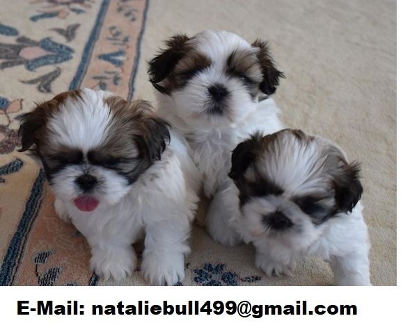 Shih Tzu Welpen Shih Tzu Welpen