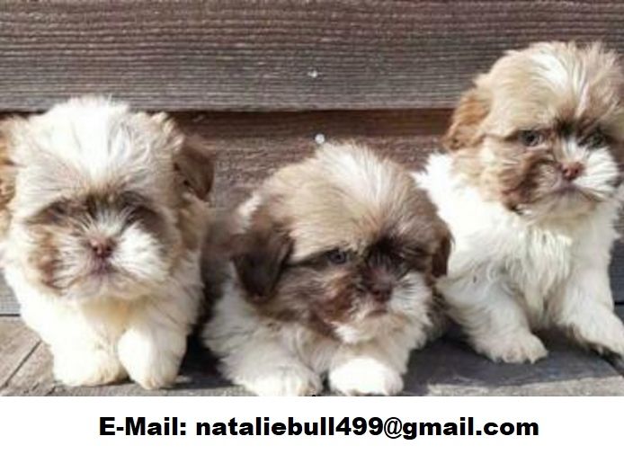 Shih Tzu Welpen.