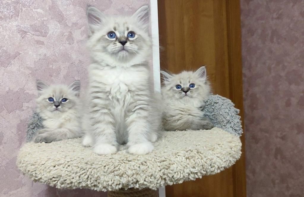 Perserkätzchen ab sofort zu verkaufen