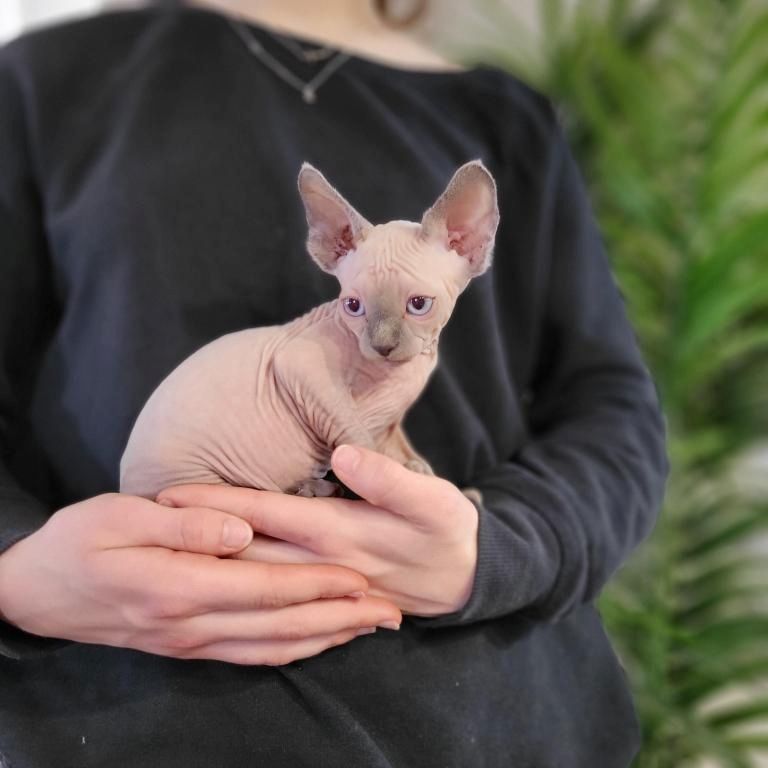 Sphynx-Kätzchen zu verkaufen