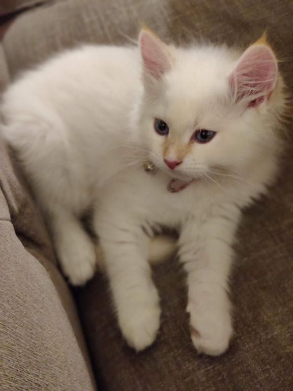 Sibirische Kätzchen zu verkaufen