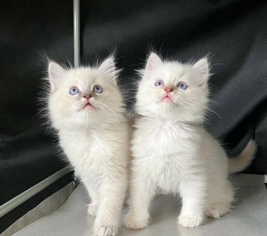 Ragdoll-Kätzchen zu verkaufen