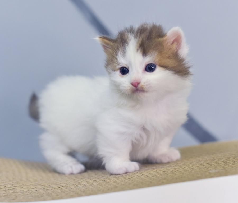 Munchkin Kätzchen zu verkaufen