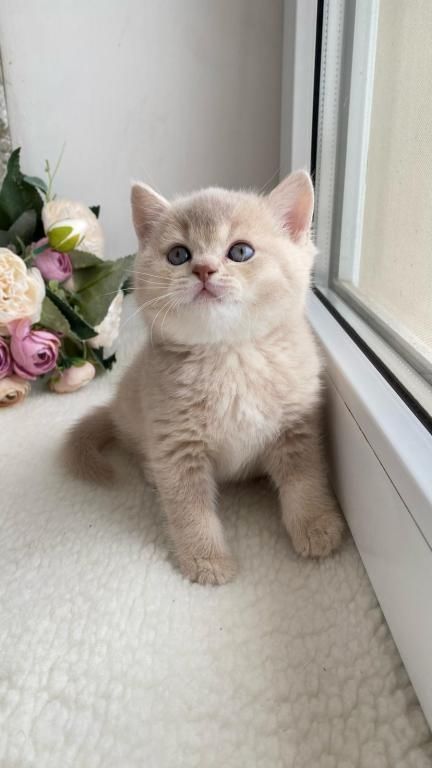 Britisch Kurzhaar Kätzchen zu verkaufen