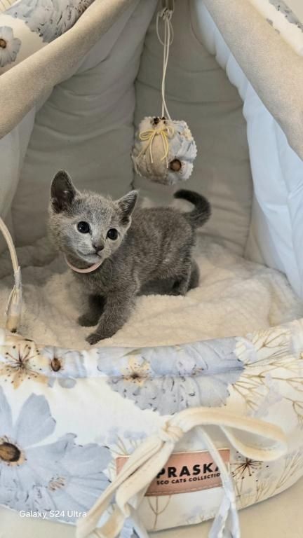 Russisch Blau Kätzchen zu verkaufen