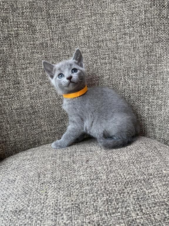 Russisch Blau Kätzchen zu verkaufen