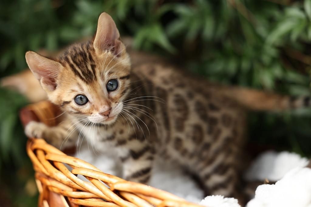 Bengalkatzen zu verkaufen