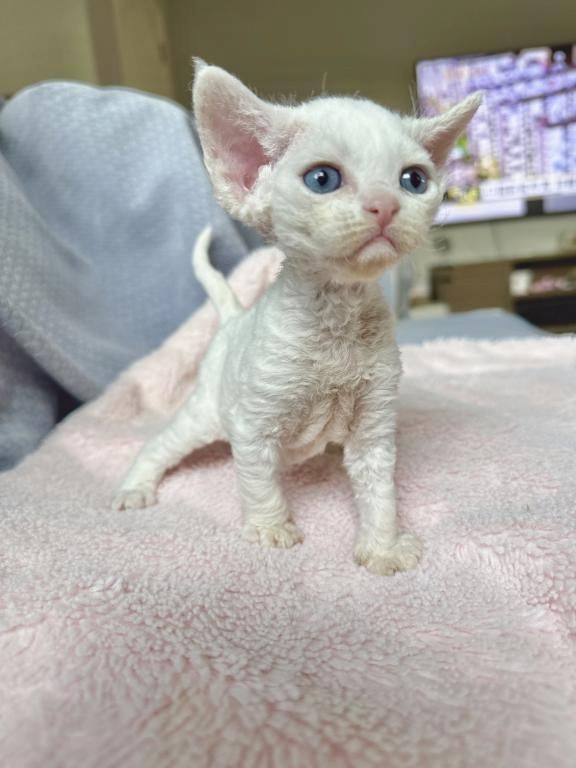 Devon Rex Kätzchen zu verkaufen