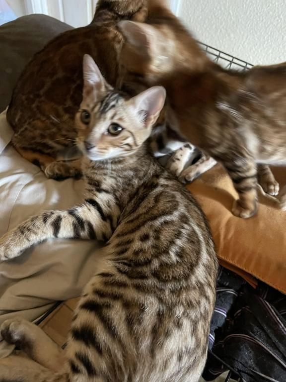 Bengalkatzen zu verkaufen