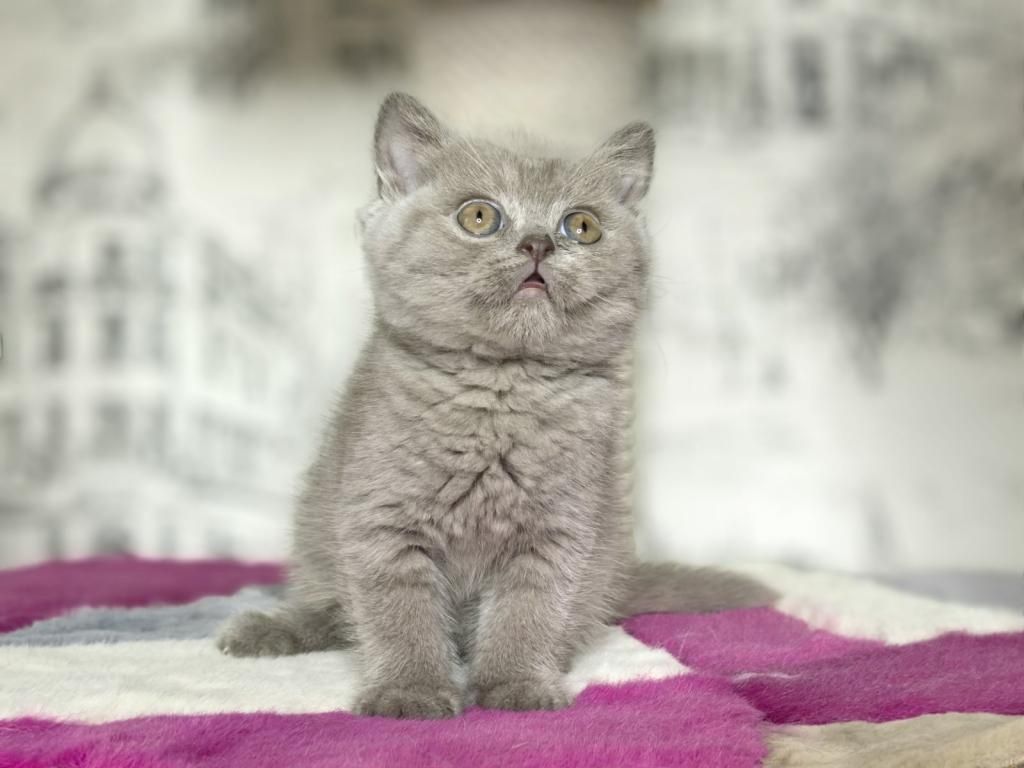 Britisch Kurzhaar Kätzchen zu verkaufen