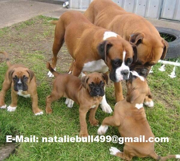 Boxerwelpen verfügbar