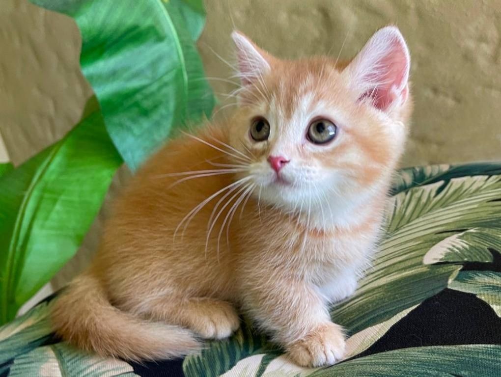 Munchkin Kätzchen zu verkaufen