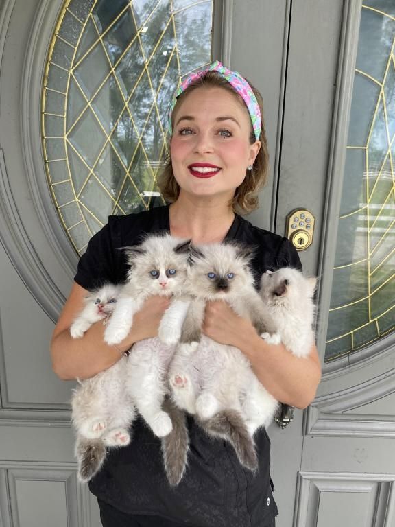 Ragdoll-Kätzchen zu verkaufen