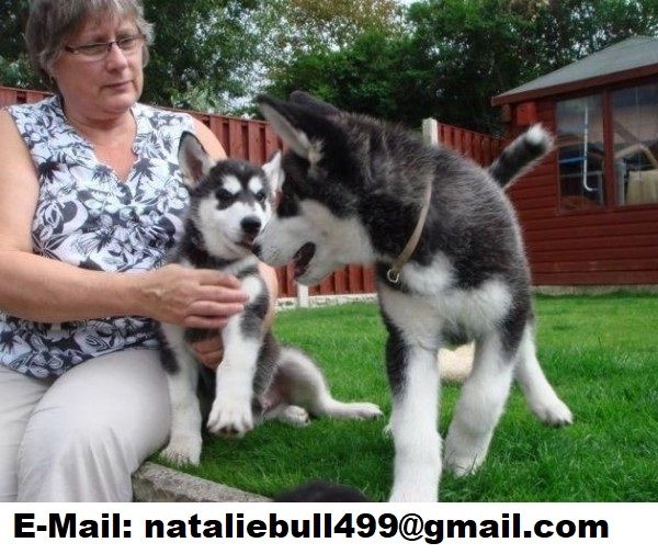 Süße Siberian Husky Welpen,, Süße Siberian Husky Welpen,,