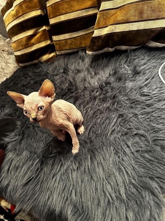 Sphynx-Kätzchen zu verkaufen