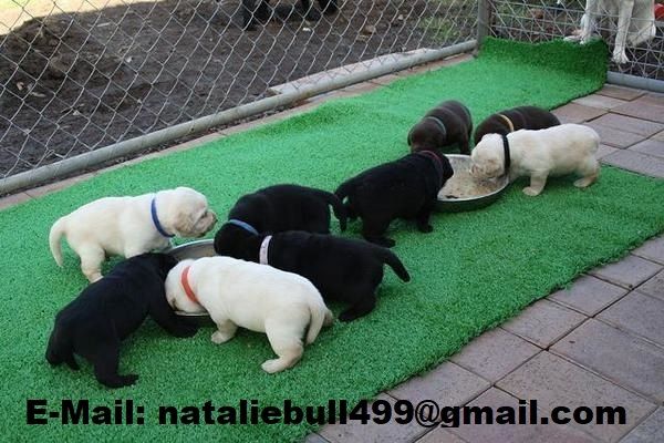 Wunderschöne Labradorwelpen mit Papieren.