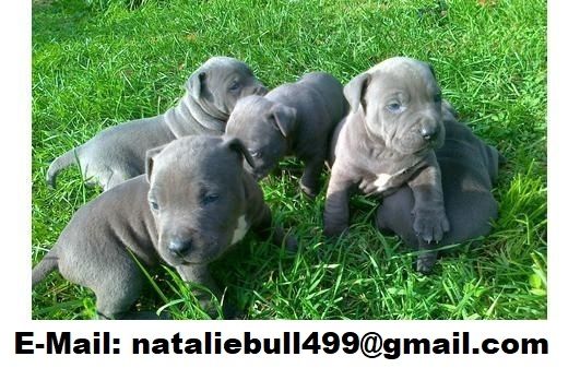 Süße Pitbull-Welpen