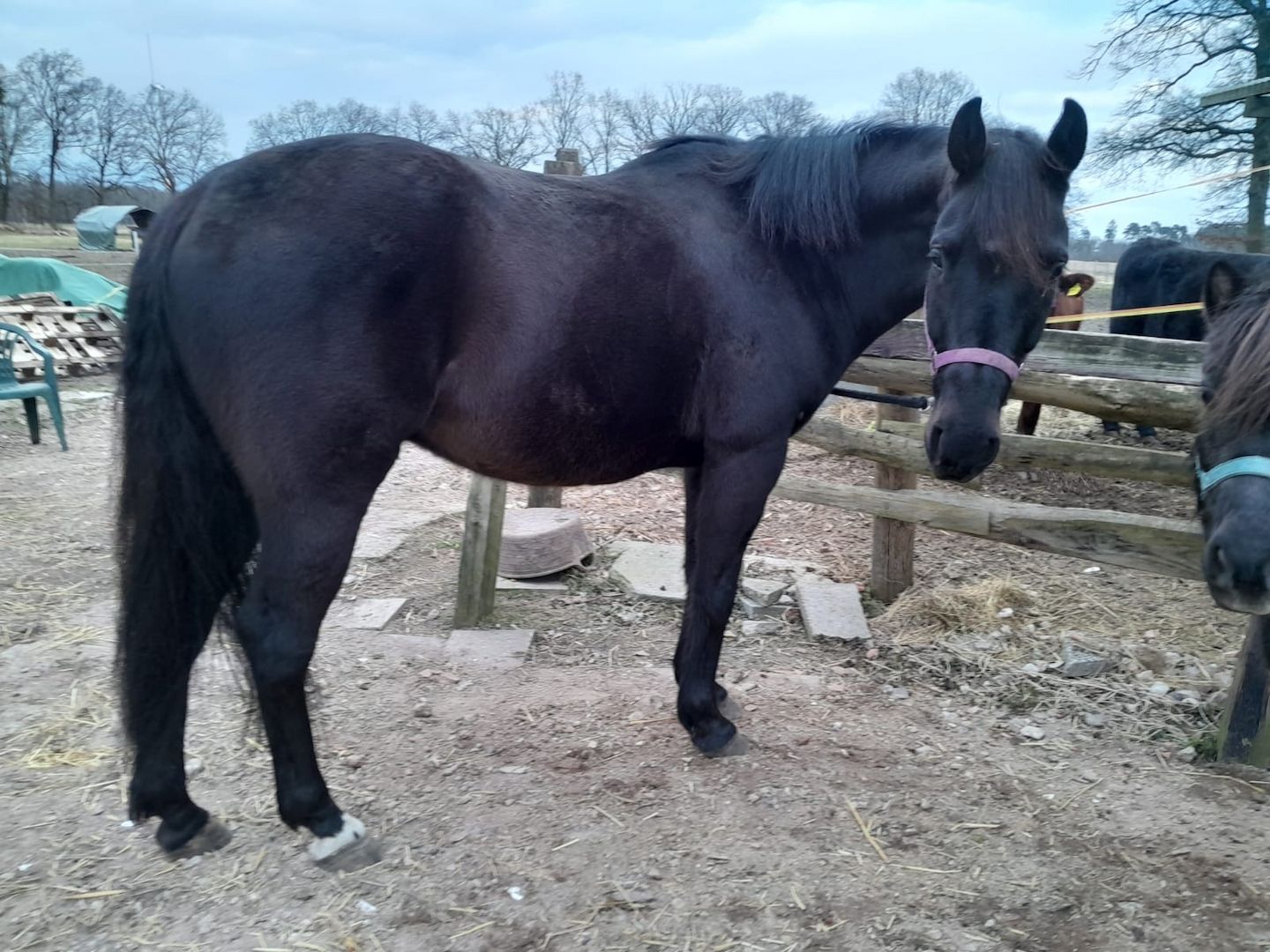 Mega lieber Pauli, Top Geländepferd