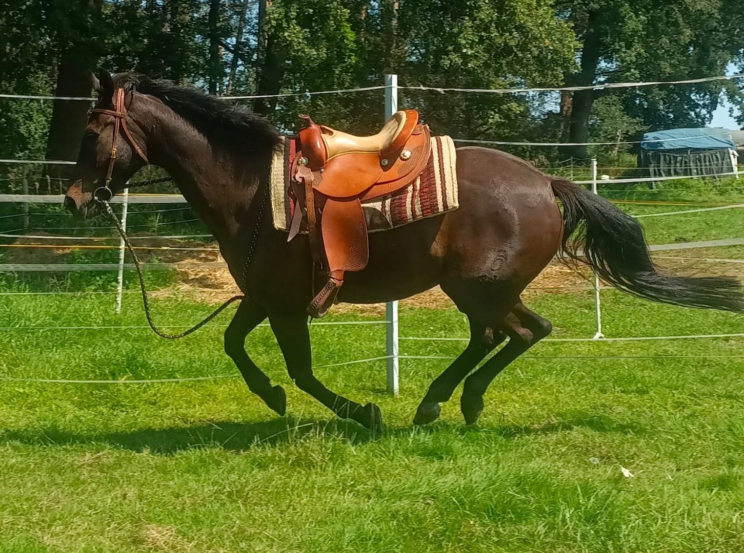 Mega lieber Pauli, Top Geländepferd