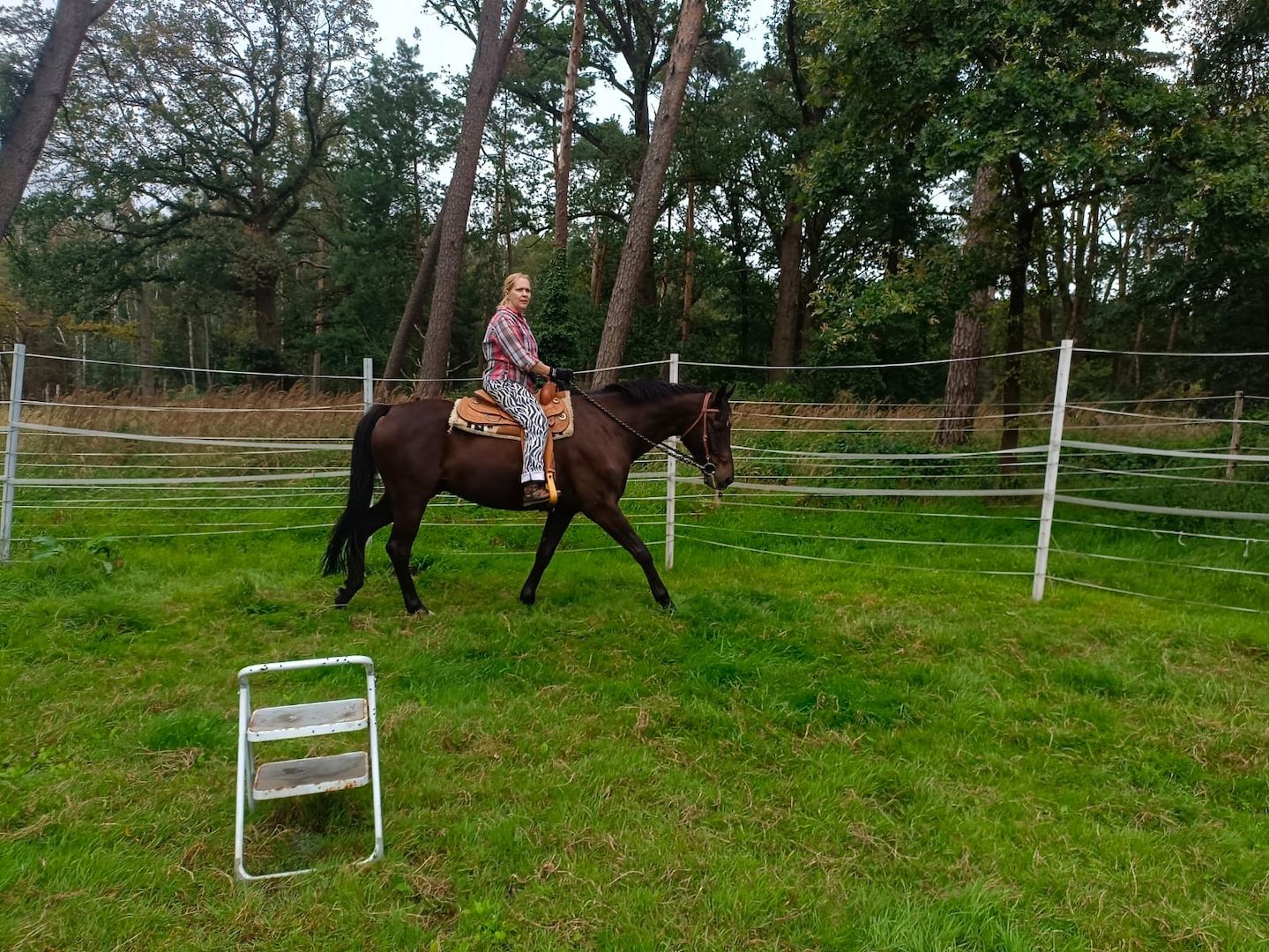 Mega lieber Pauli, Top Geländepferd