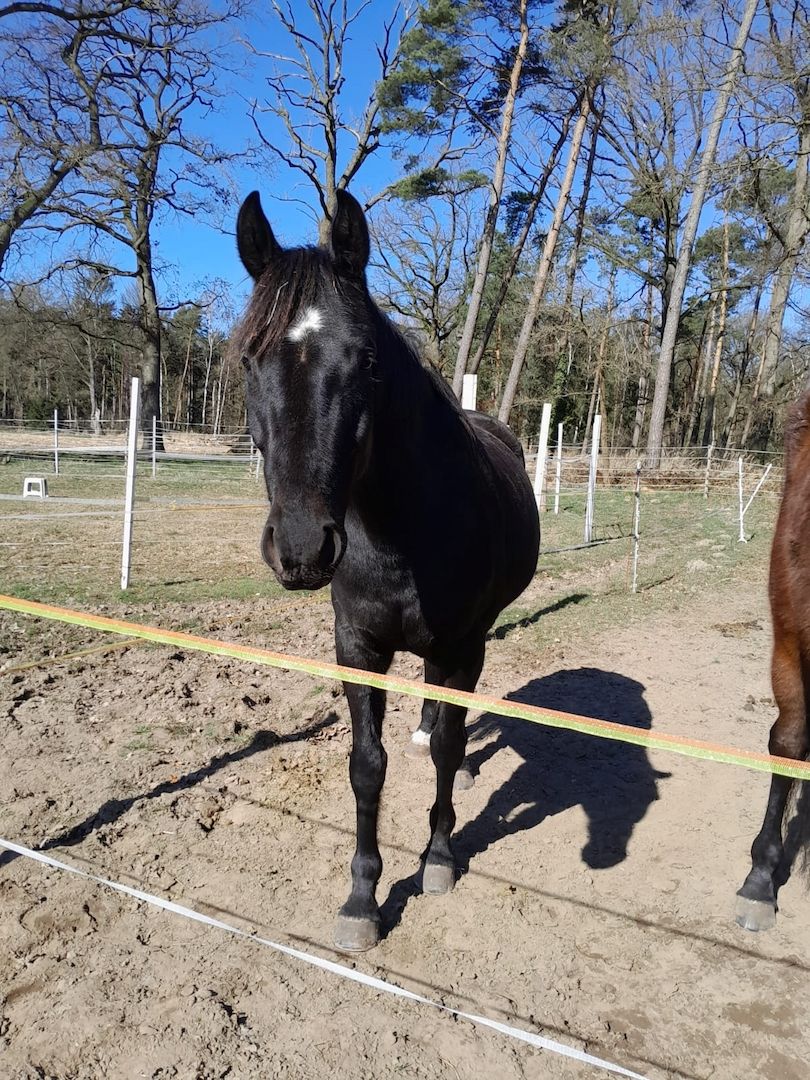 Mega lieber Pauli, Top Geländepferd