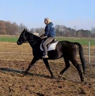 Mega lieber Pauli, Top Geländepferd