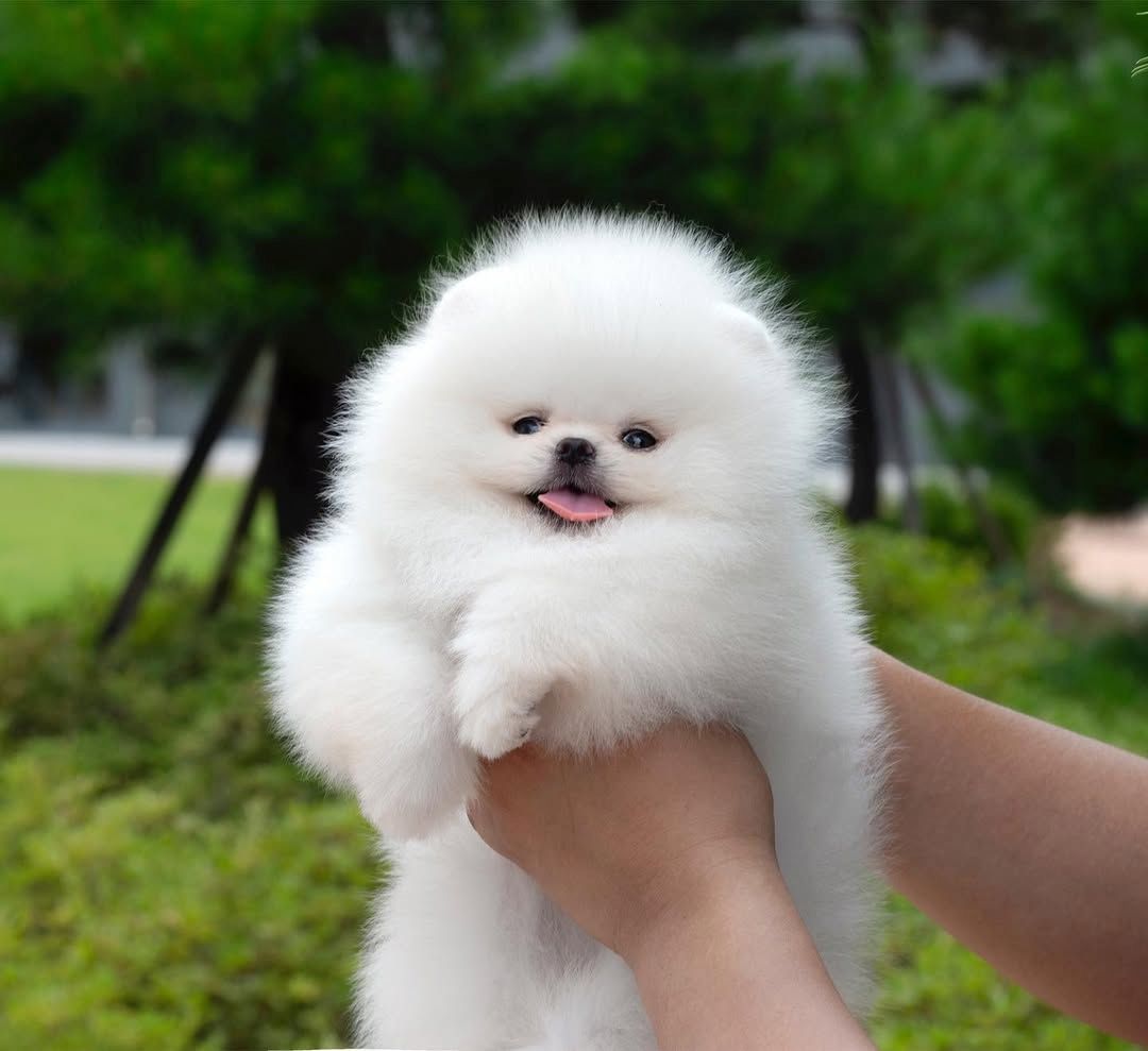 Pomeranian Spitz Welpen