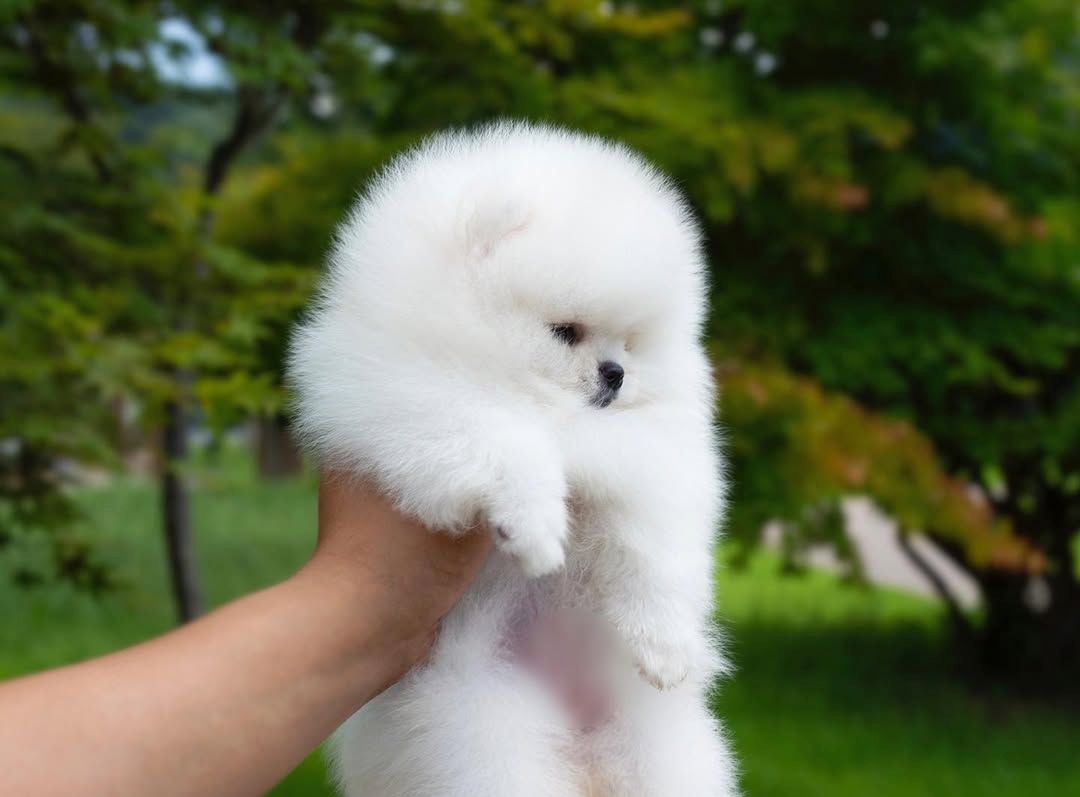 Pomeranian Spitz Welpen