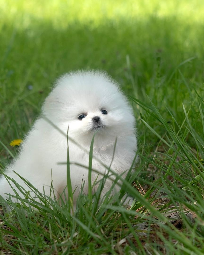 Pomeranian Spitz Welpen