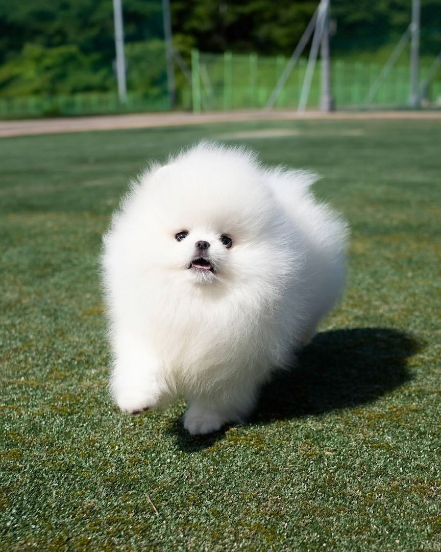 Pomeranian Spitz Welpen