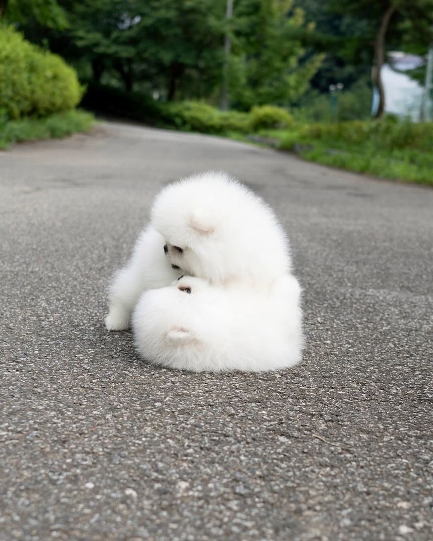 Pomeranian Spitz Welpen