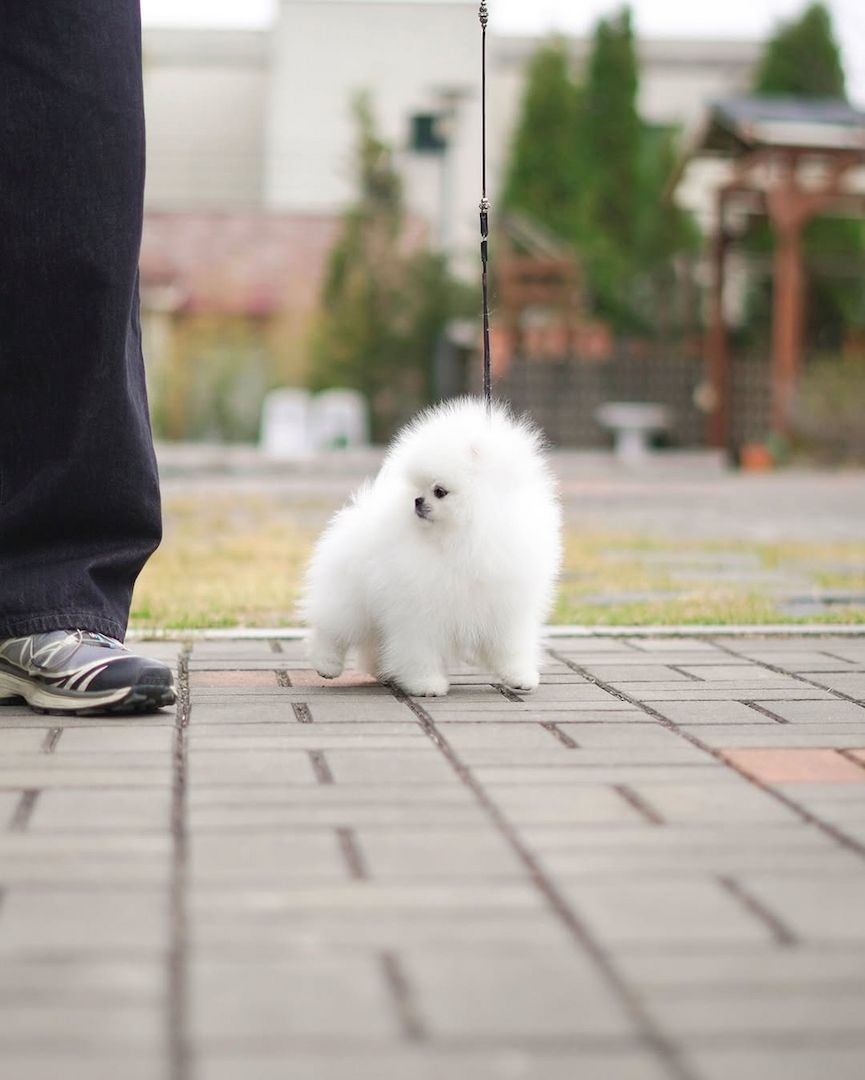 Wunderschöne Szpic Pomeranian-Welpen, 12