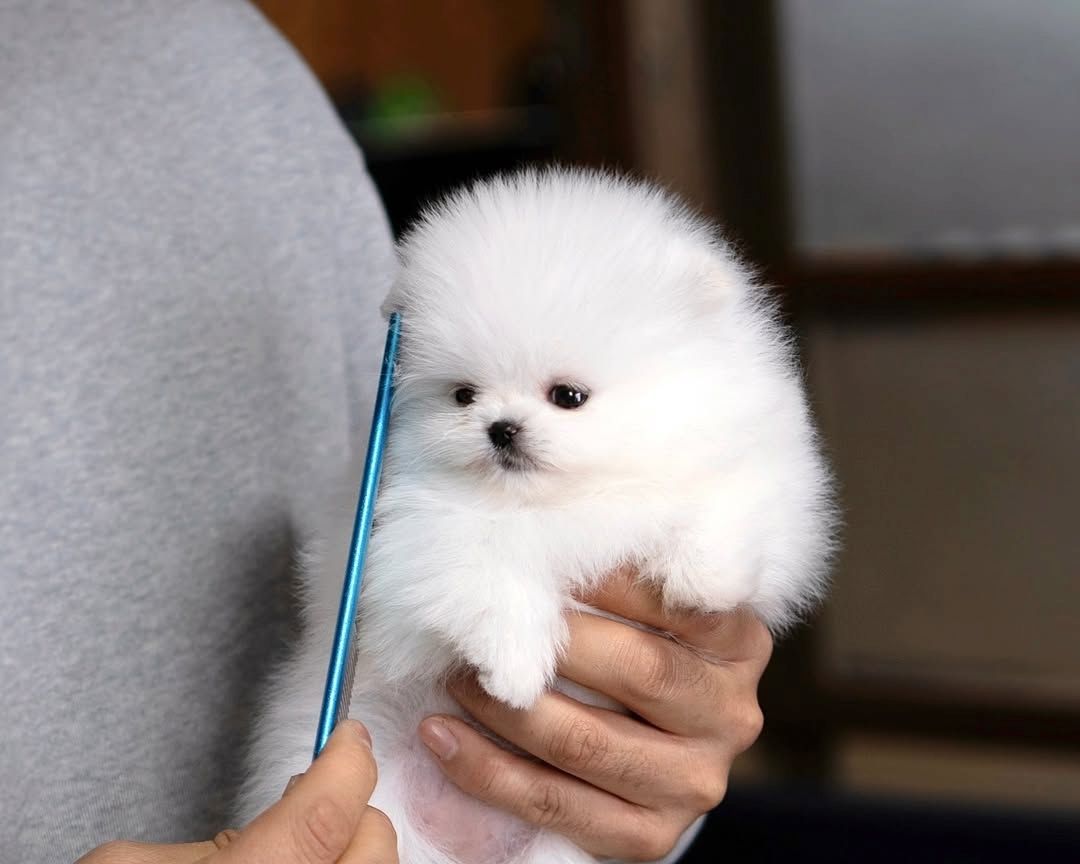 Wunderschöne Szpic Pomeranian-Welpen, 12