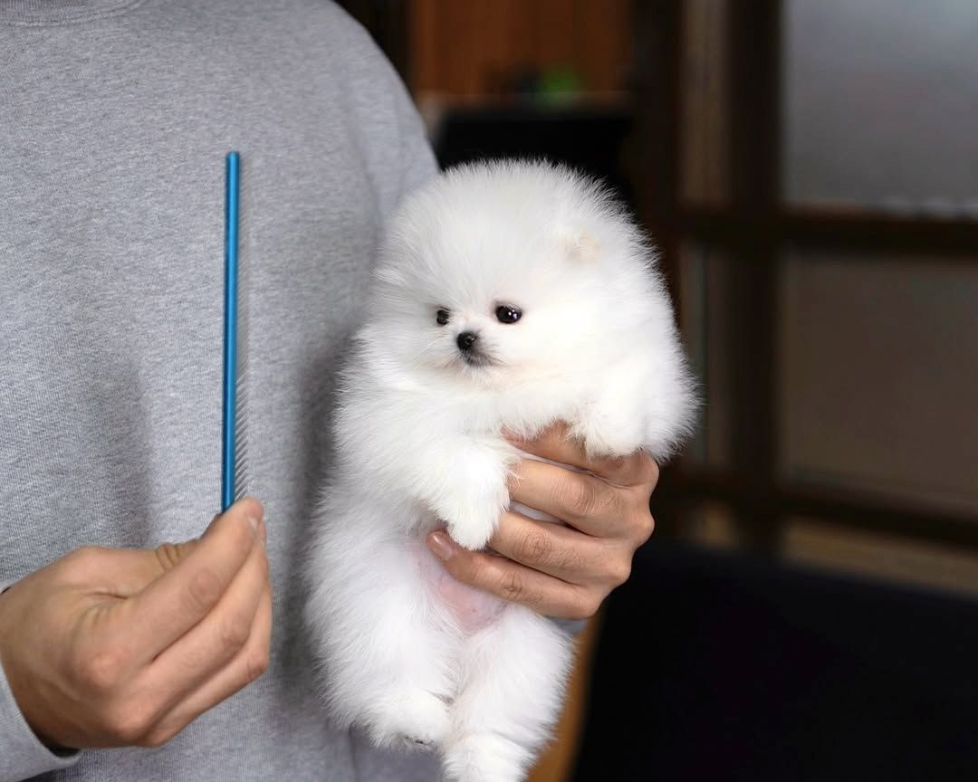 Wunderschöne Szpic Pomeranian-Welpen, 12