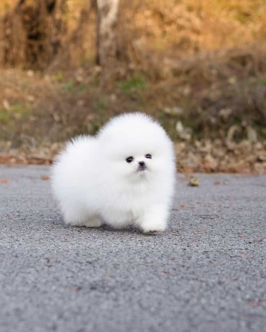 Wunderschöne Szpic Pomeranian-Welpen, 12