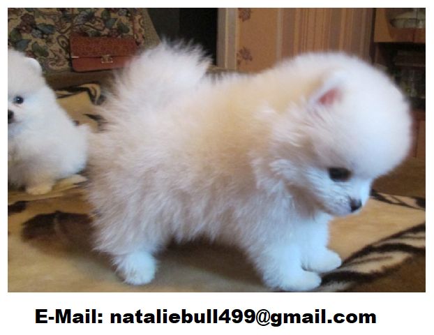 Pomeranian Welpen,,