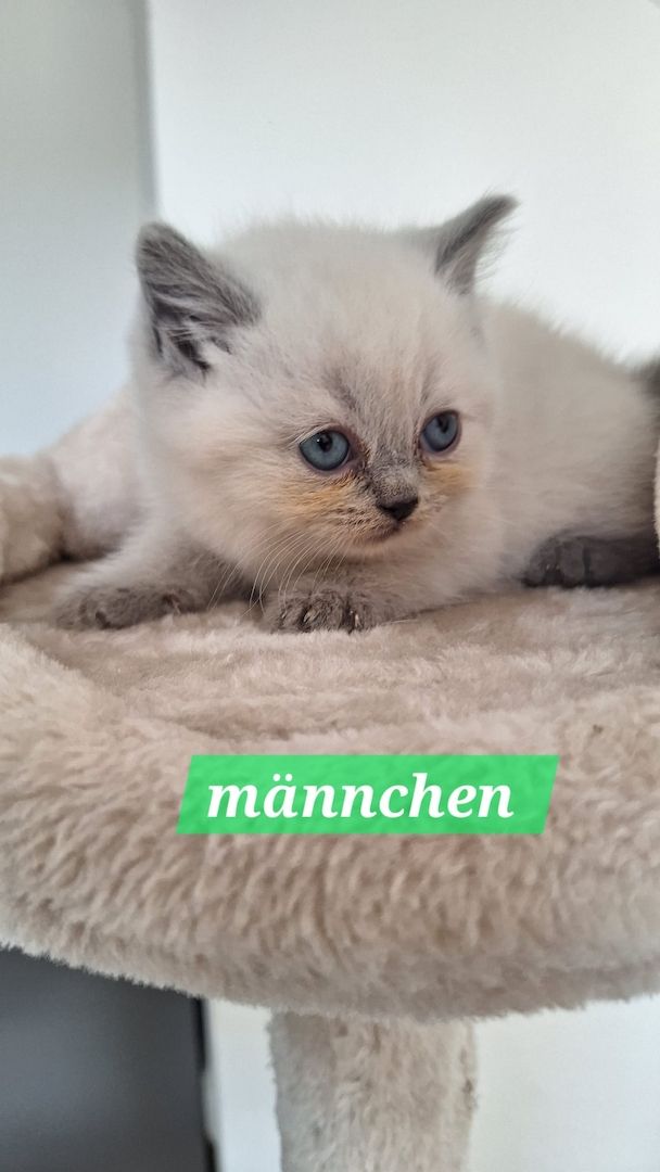 Britisch Kurzhaar Kitten