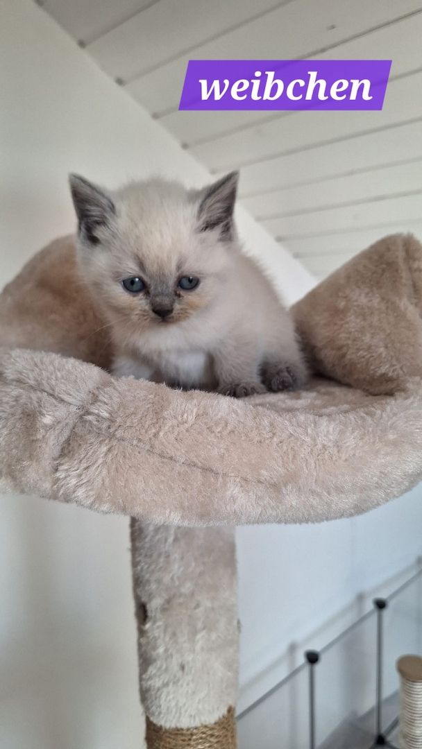 Britisch Kurzhaar Kitten