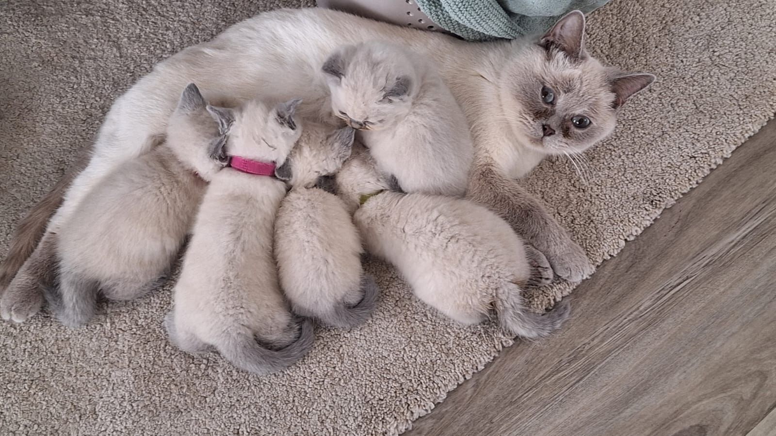 Britisch Kurzhaar Kitten