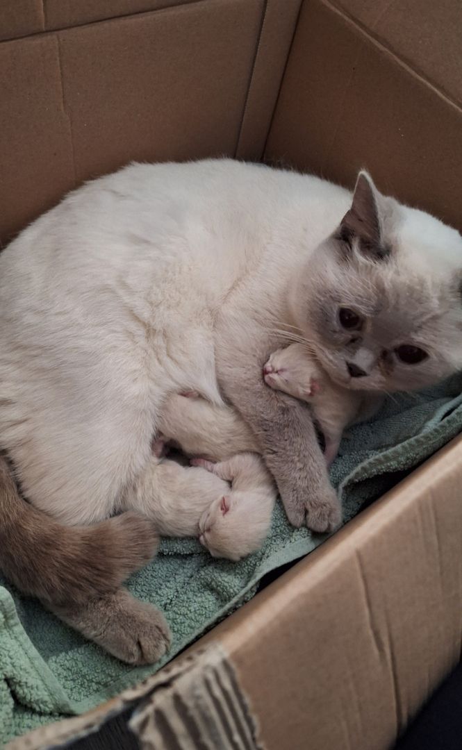 Britisch Kurzhaar Kitten