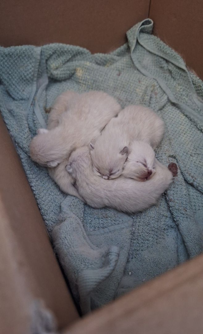 Britisch Kurzhaar Kitten