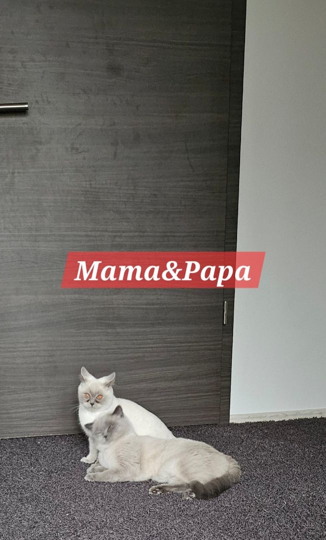 Britisch Kurzhaar Kitten