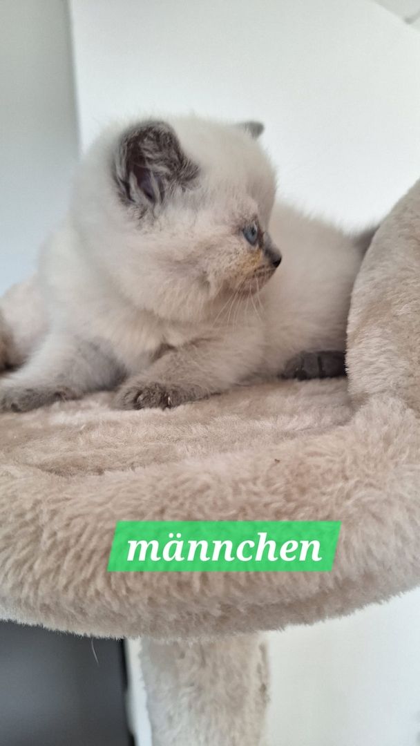 Britisch Kurzhaar Kitten
